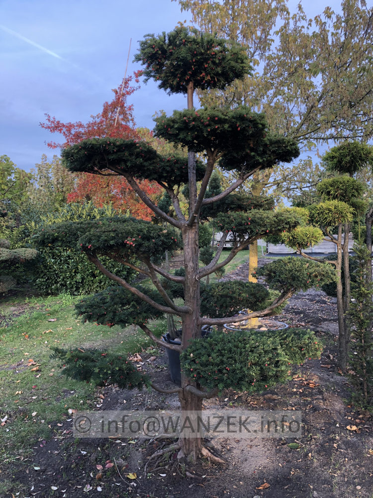Taxus baccata Dovastoniana Bonsai 03.JPG